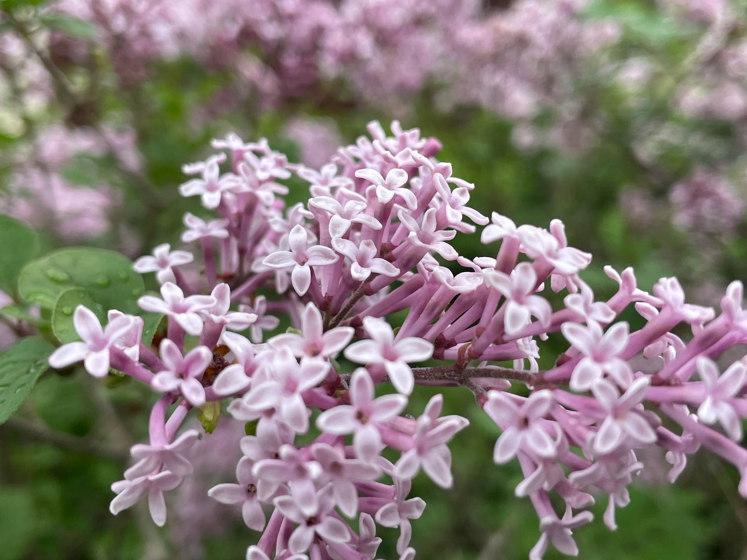 Versailles, KY Landscaping Services