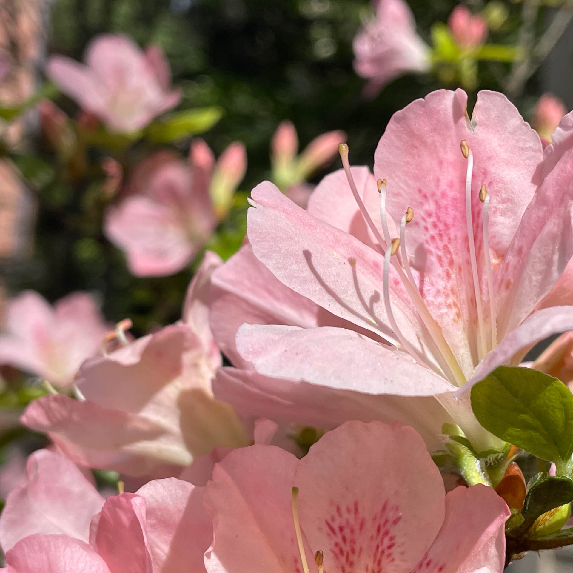 Landscaping Services Nicholasville, KY